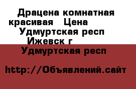 Драцена комнатная красивая › Цена ­ 3 000 - Удмуртская респ., Ижевск г.  »    . Удмуртская респ.